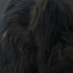 Image for article titled All the Hints and Details We Uncovered in the New Solo: A Star Wars Story Trailer